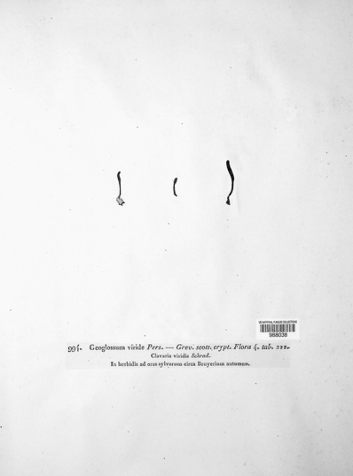 Microglossum image